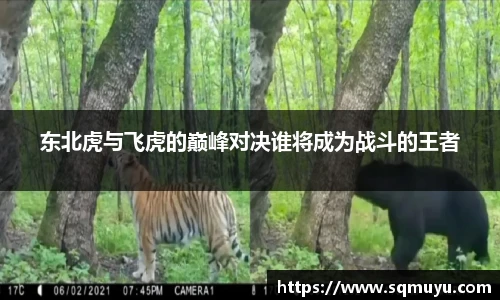 东北虎与飞虎的巅峰对决谁将成为战斗的王者